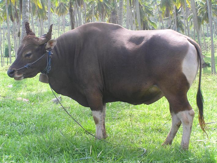 Sapi Bali Jumbo