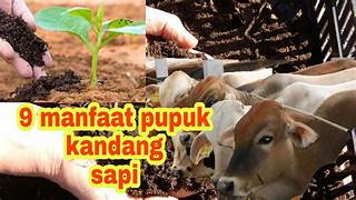 Pupuk Organik