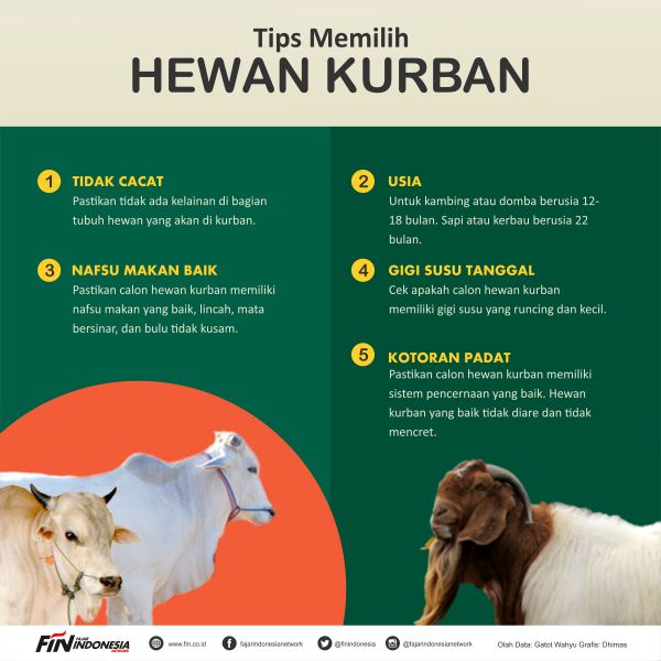 Sapi Jumbo Jantan Di Hardi Farm